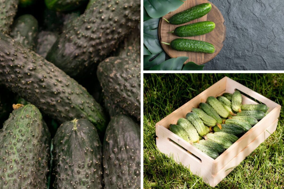 Городники розповіли, що зробити з огірками, щоб вони виросли вдвічі більшими