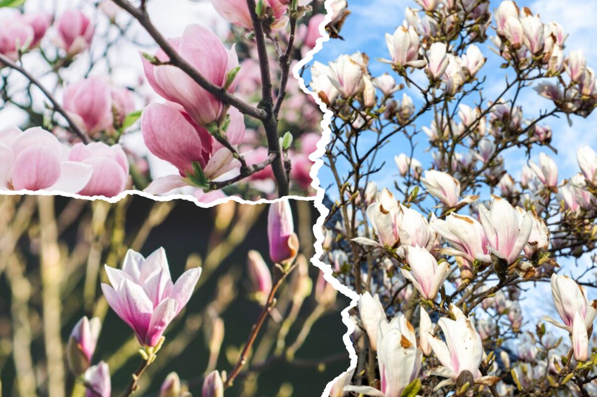 Садівники розповіли, як пересадити магнолію восени 2025, щоб пишно цвіла