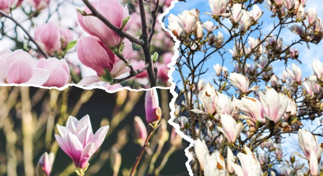 6 дій – і магнолія в 2026-му зацвіте на всі 100%: як її пересадити восени 2025 