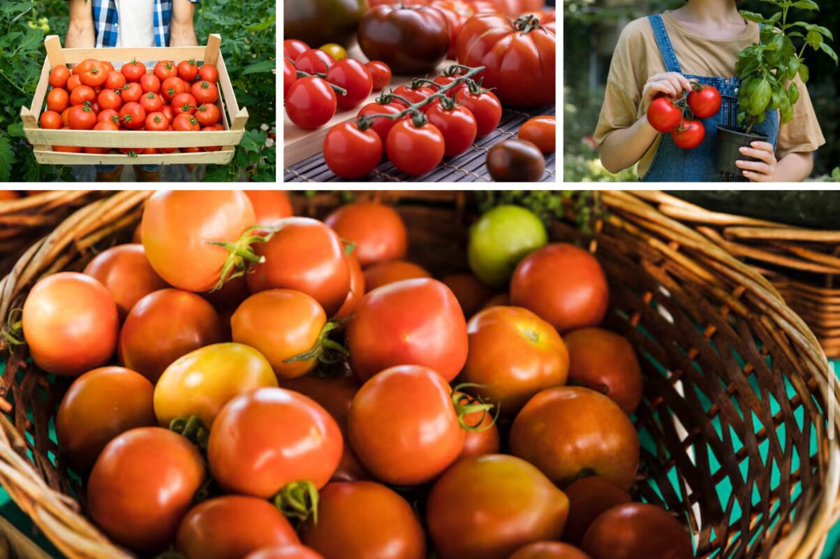 Агроном розповів про ранній врожайний сорт томатів