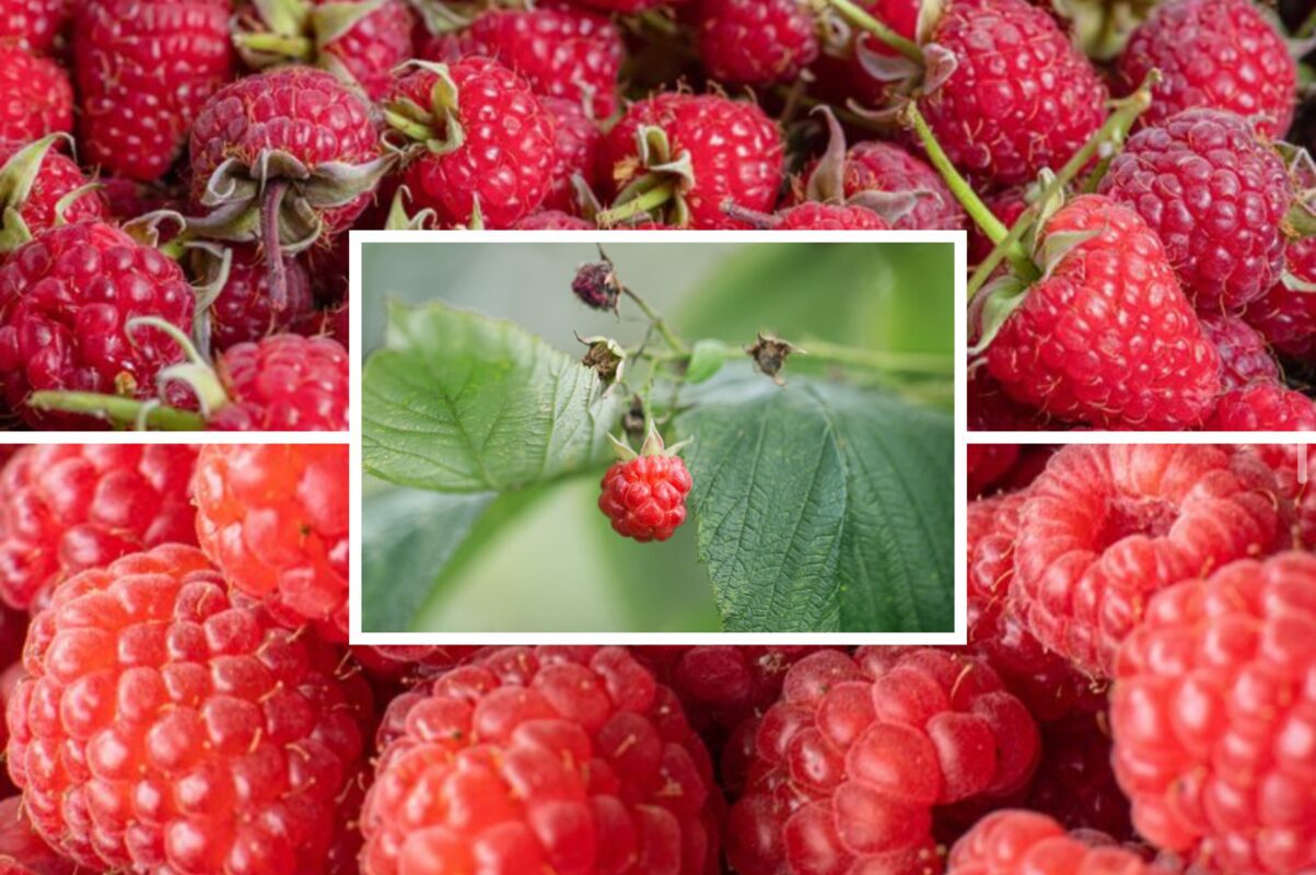 Експерт розповів, що зробити з малиною перед морозами