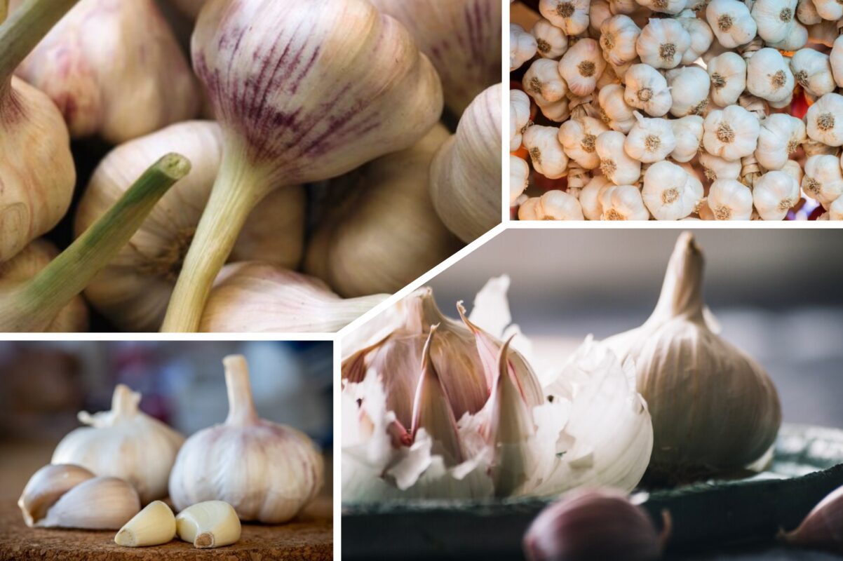 Городники розповіли, чим підживити озимий часник восени 2025 для рясного врожаю