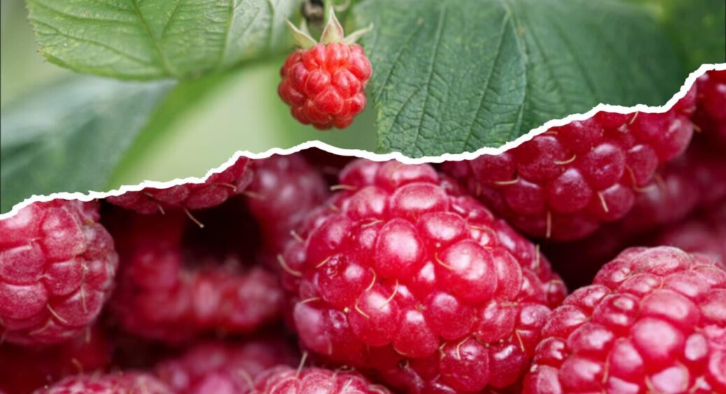 Навіть не думайте садити цю культуру поряд з малиною: буде на 200% мізерний урожай 