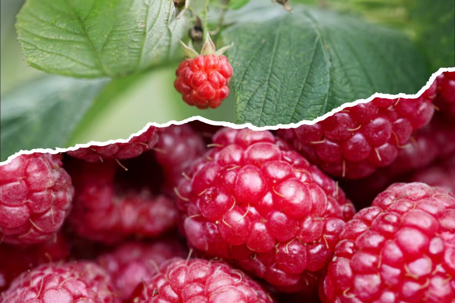 Садівники розповіли, що зробити з малиною, щоб покращити її врожай у 2026-му