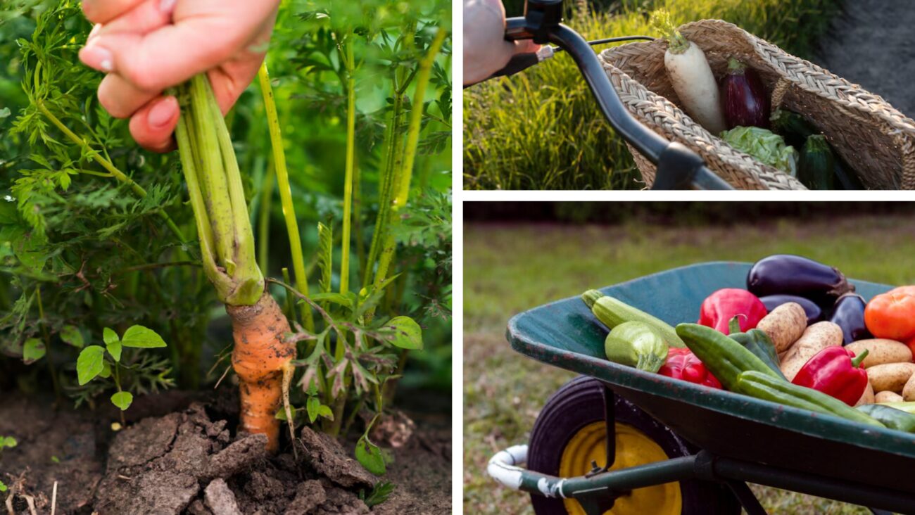 Городники розсекретили список культур, що посадити у вересні 2025