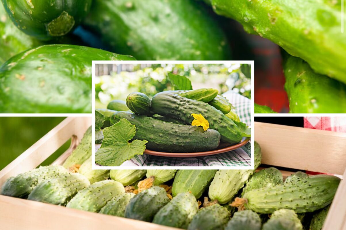 Агрономи назвали найврожайніші сорти огірків для посадки