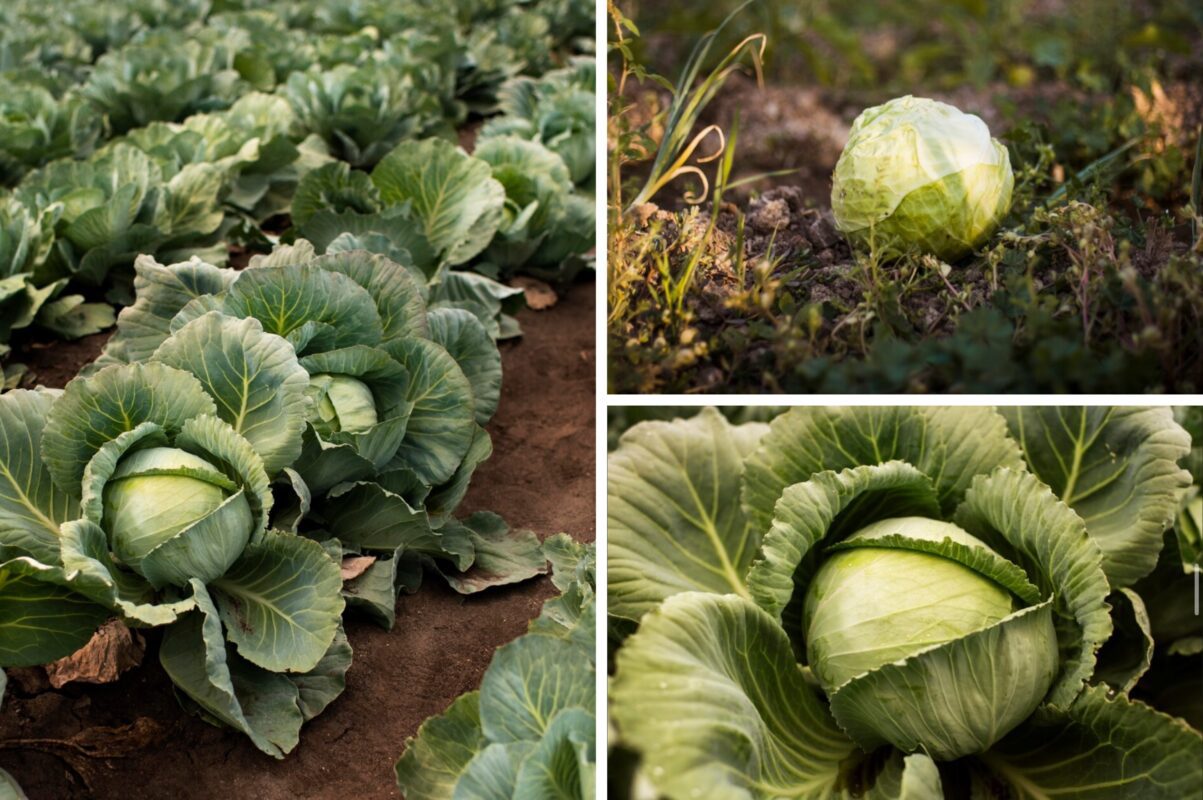 Дачники розповіли, як правильно зберігати врожай капусти, щоб залишалась свіжою