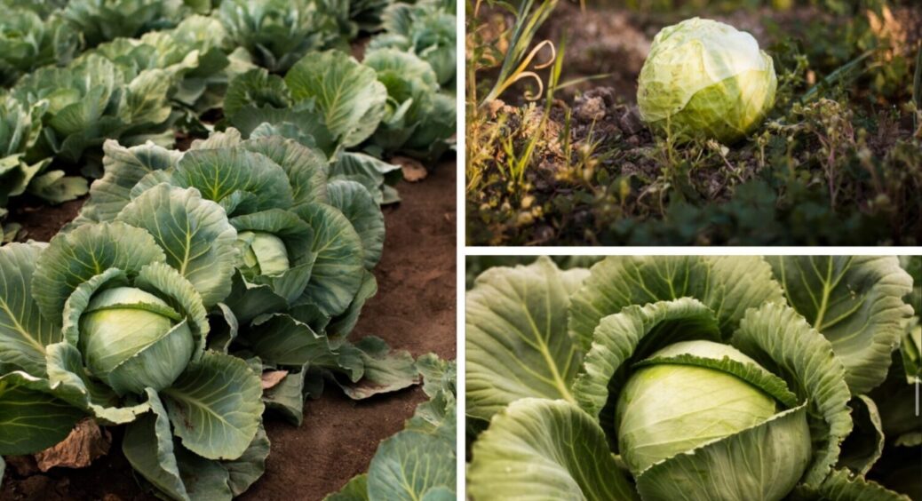 2 хитрощі або лайфхаки – і капуста свіжа понад 9 місяців: як правильно зберігати овоч 