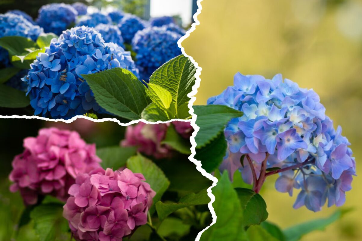 Садівники розповіли, що зробити з гортензіями зараз для пишного цвіту восени