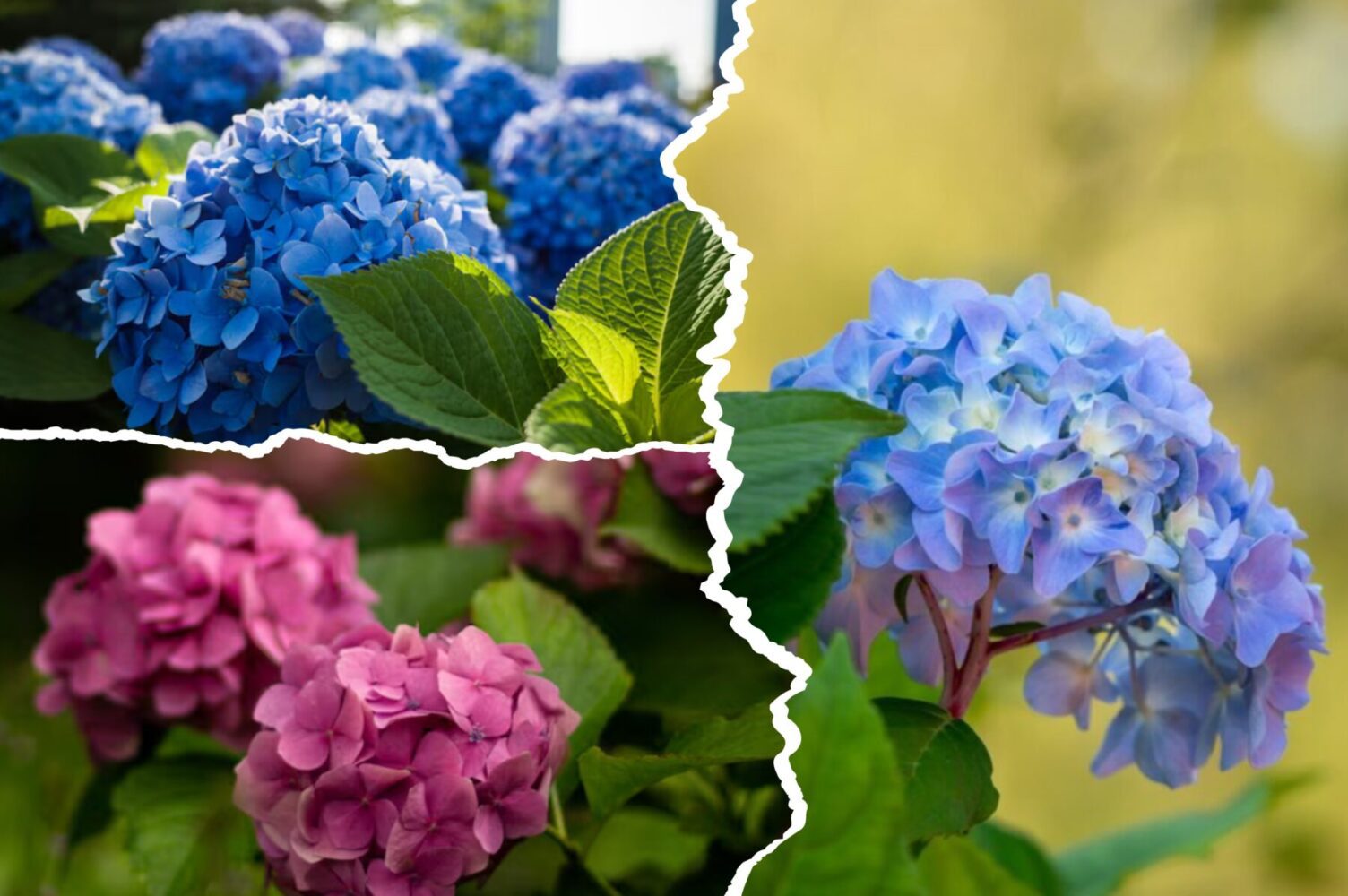 Садівники розповіли, що зробити з гортензіями зараз для пишного цвіту восени