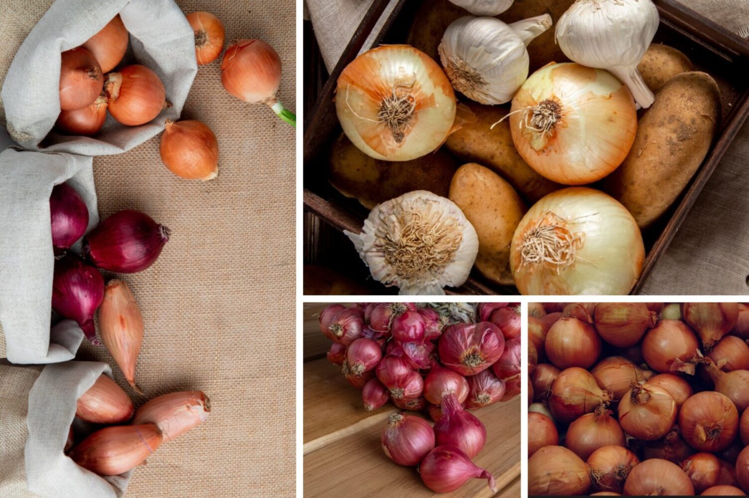 Агрономи розсекретили найкращі сорти цибулі, які дають високий врожай