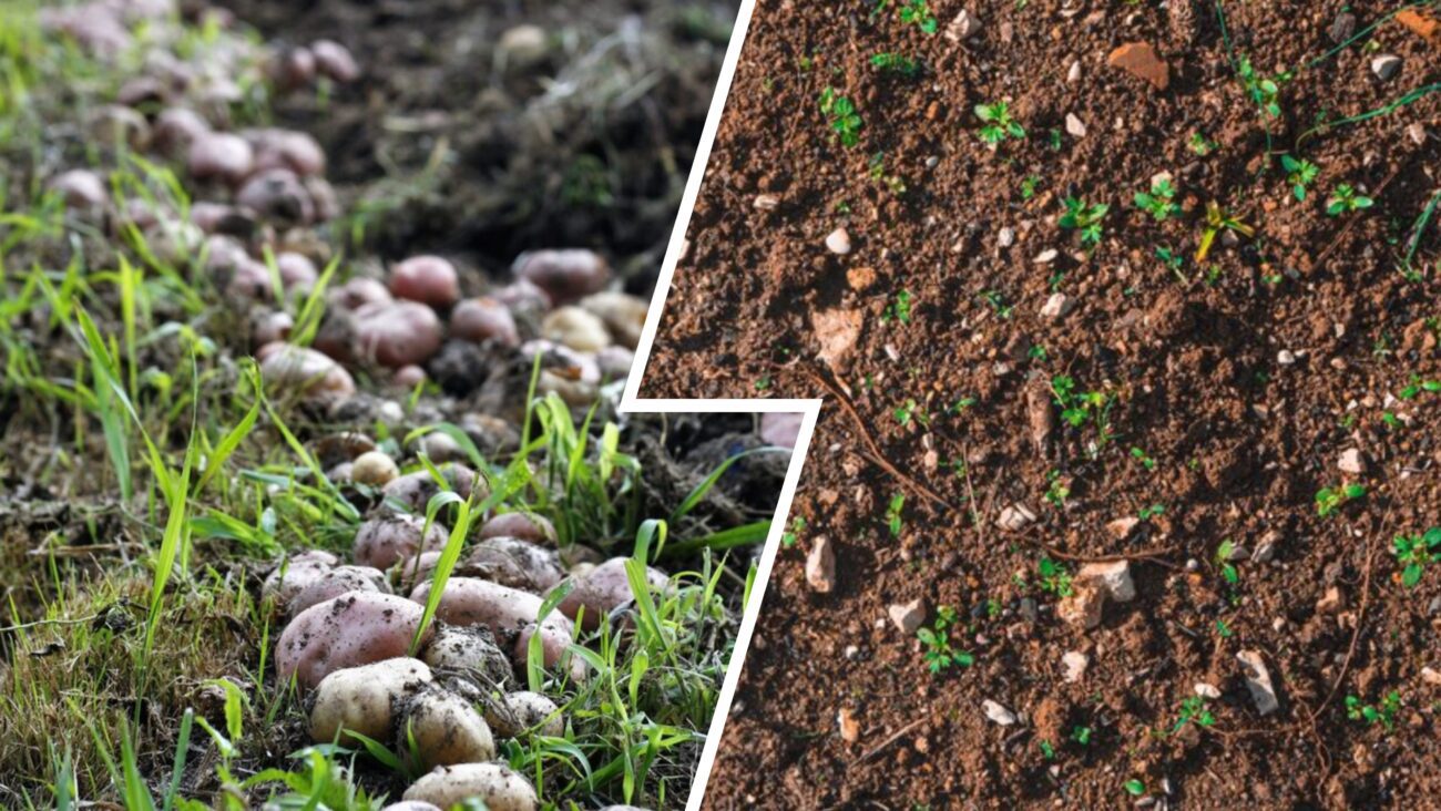 Дачники розповіли, як правильно підготувати ділянку під картоплю у вересні 2025
