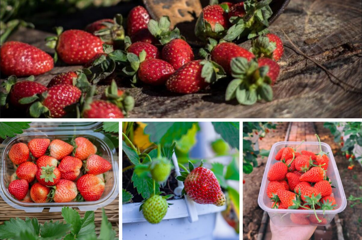 Садівники розповіли, як правильно висаджувати полуницю восени 2025