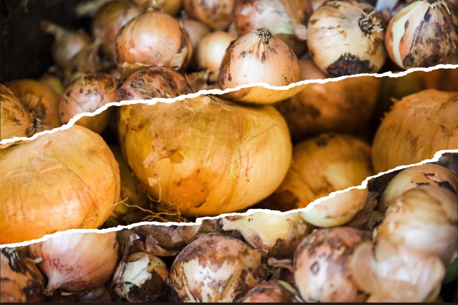 Агрономи назвали найкращі сорти озимої цибулі для посадки