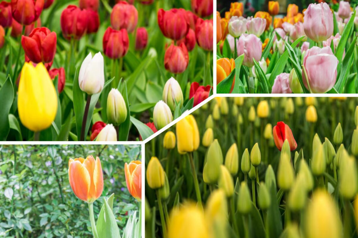 Садівники розповіли, що додати в лунку під час посадки тюльпанів