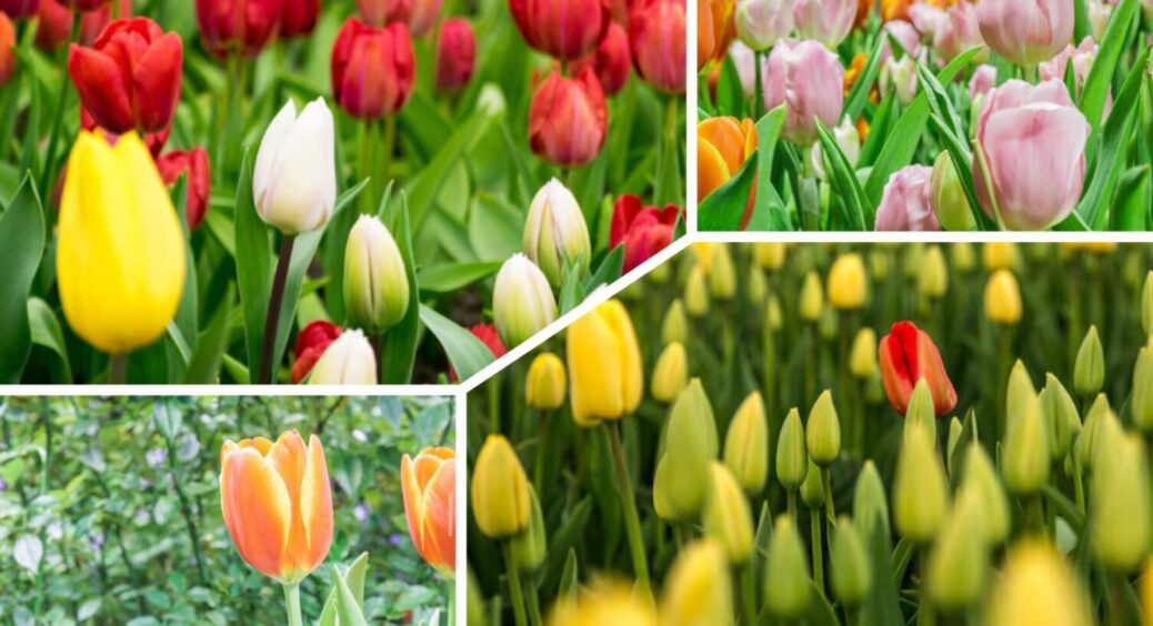 1 підживка в лунку – і зацвіте на всі 100: що додати в ґрунт під час посадки тюльпанів 