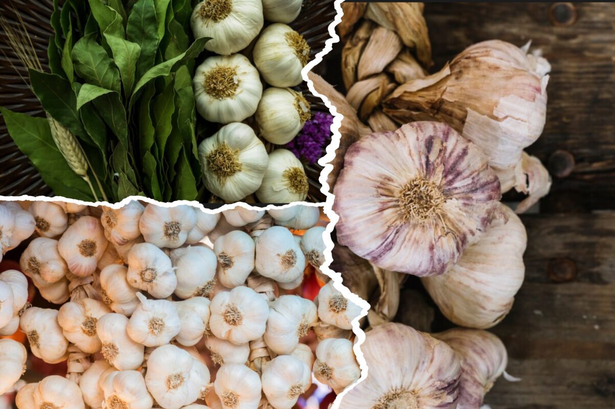 Агроном розповів, які сорти озимого часника найурожайніші