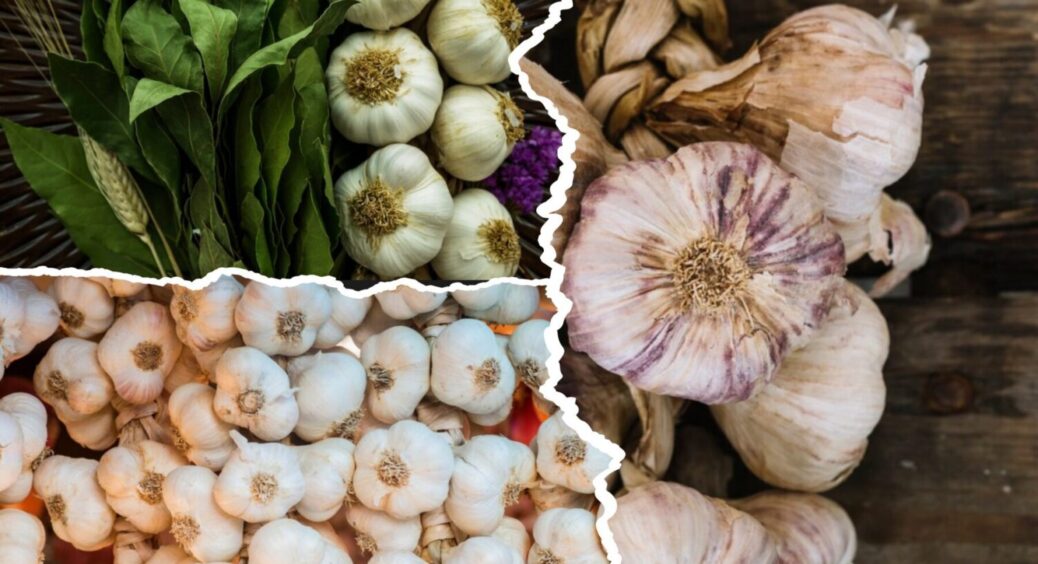 Новий рейтинг врожайності: ці 3 сорти часника б’ють конкурентів по всіх показниках 