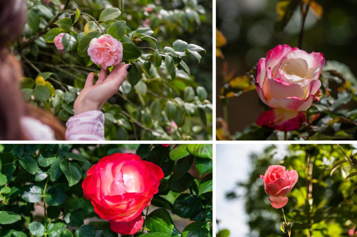 Квітникарі розсекретили найкраще осіннє добриво для троянд