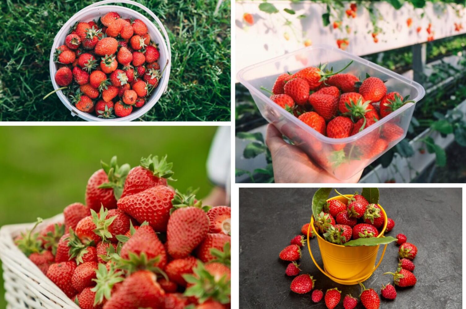 Садівники розповіли, чим підживити полуницю під час посадки