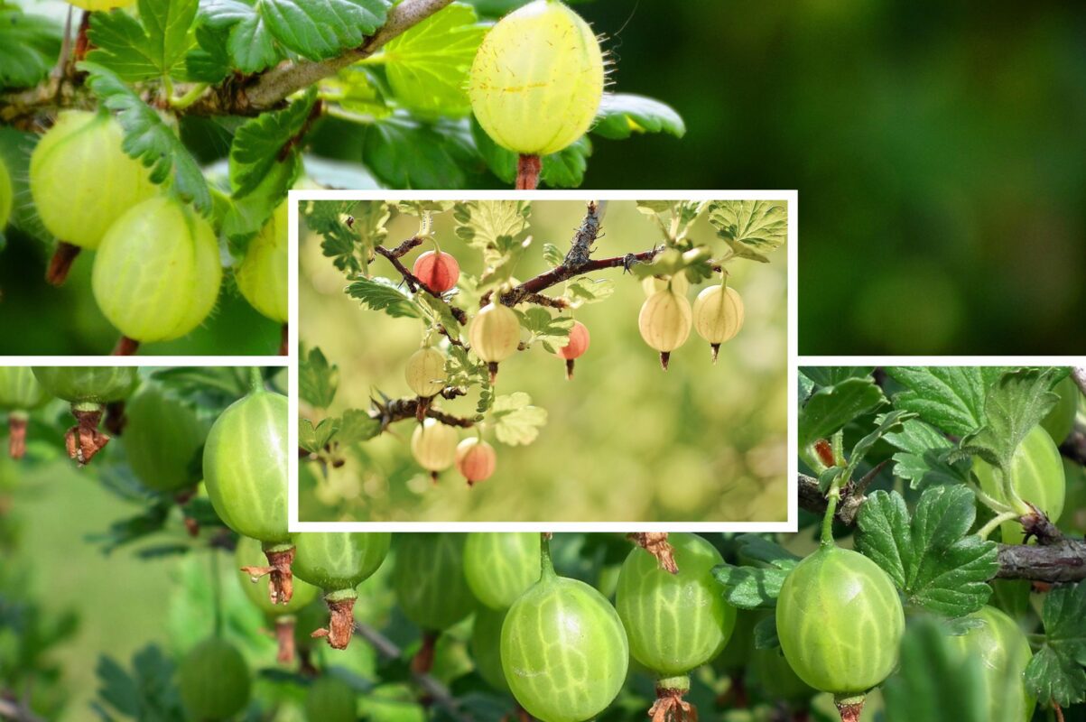 Садівники розповіли, з якою підживкою восени аґрус добре вродить навесні-2025
