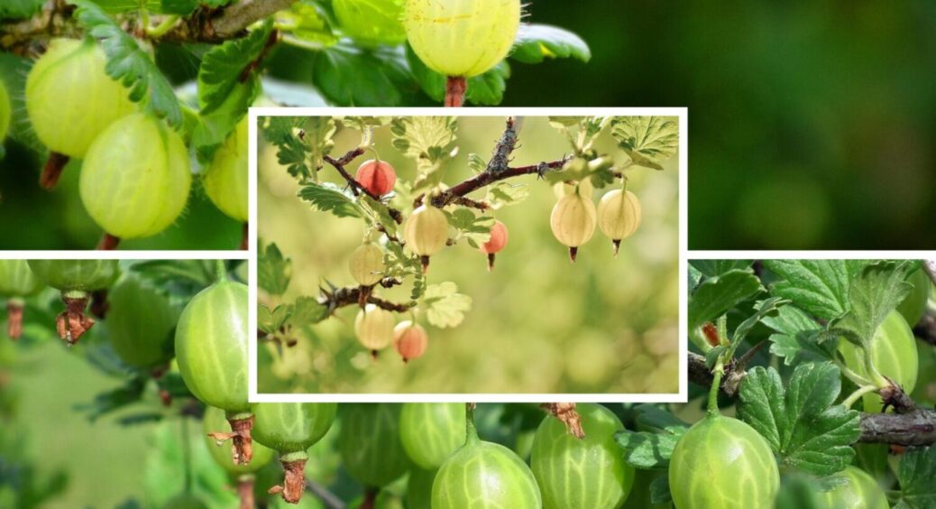 Роблю ЦЕ лише восени: як правильно висаджувати аґрус в осінній період – ряд переваг у 2025-му 