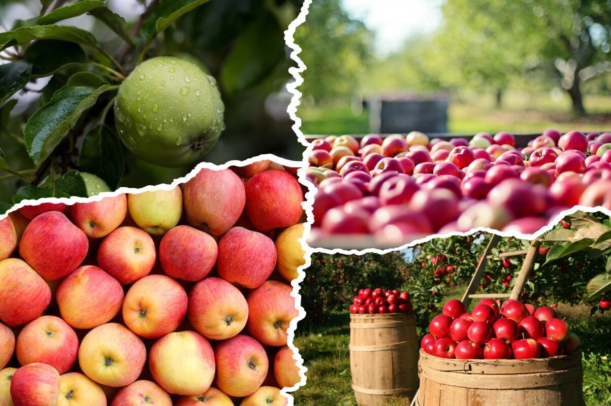 Агроном розповів, як отримати великий врожай яблук