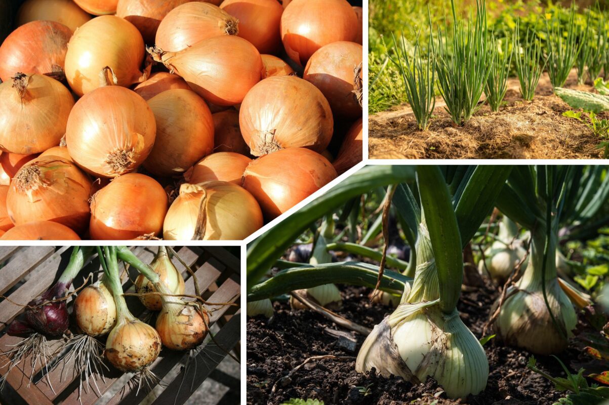 Агроном розповів, коли садити цибулю цієї осені