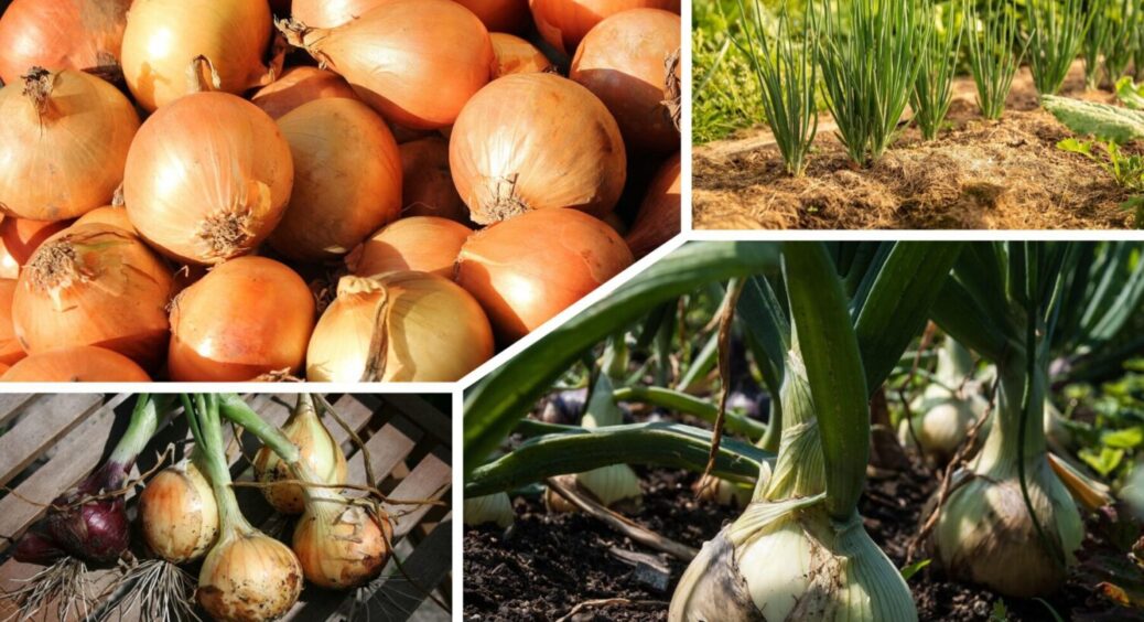 Ось коли треба садити цибулю восени 2025: 1 просте правило – і врожай на місяць раніше 