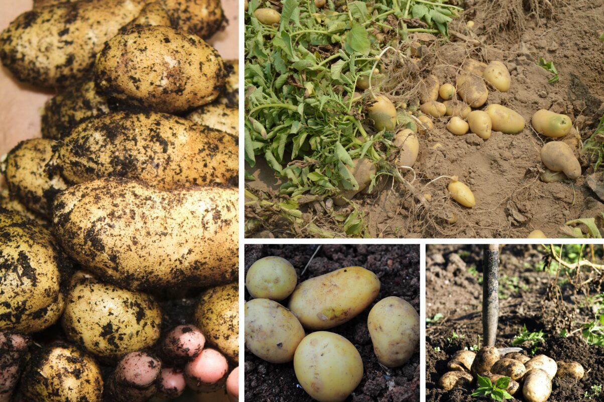 Городники розповіли, як правильно зберігати врожай картоплі