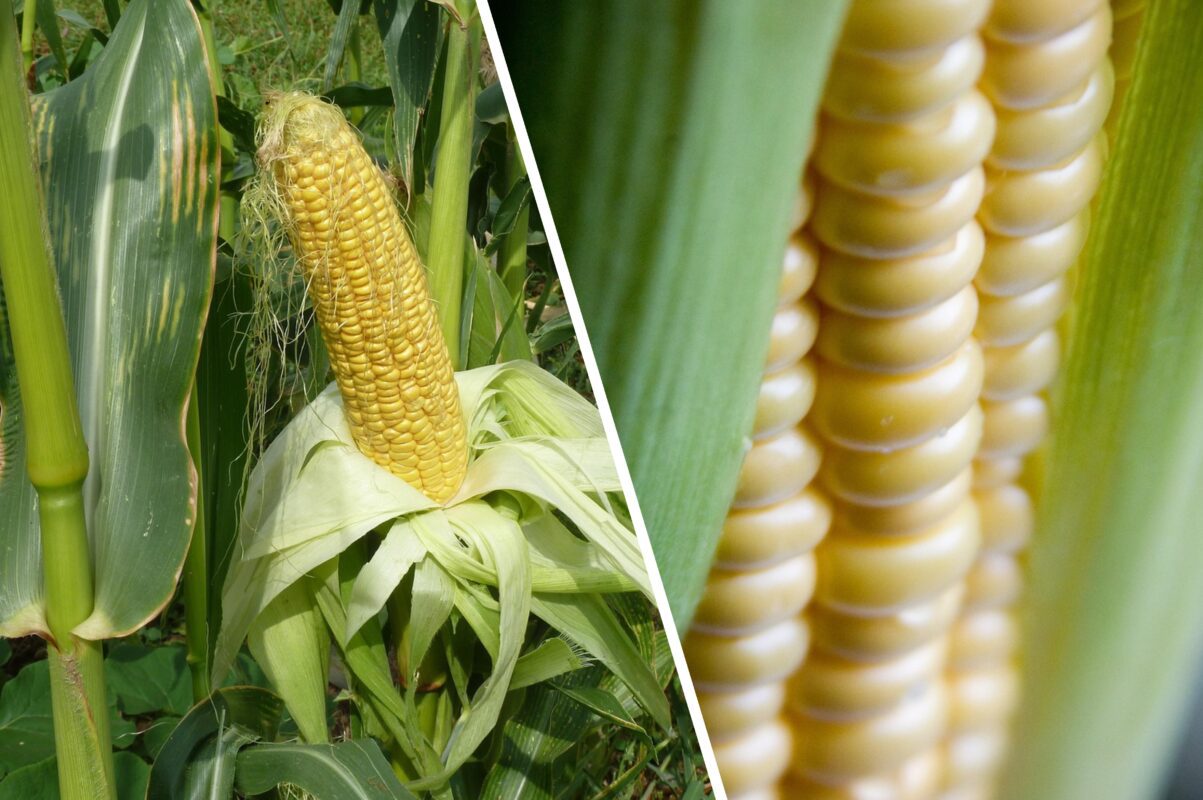 Городники назвали найврожайніші сорти кукурудзи для посадки