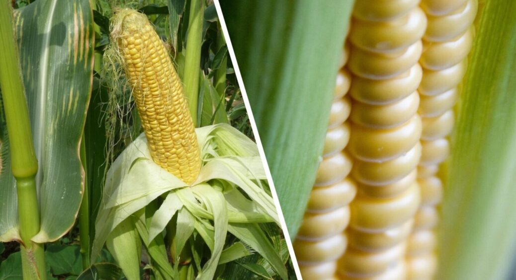 ТОП-5 сортів кукурудзи – і врожаю буде “море”: як отримати СУПЕР солодкі качани 