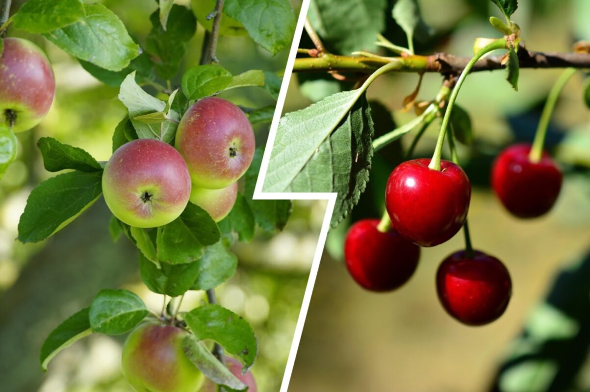 Садівники розсекретили ефективні добрива для підживлення вишні та яблуні восени