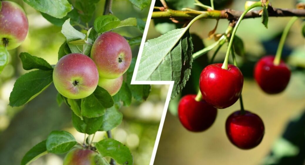 Добриво 2в1 – і для яблуні, і для вишні: чим підживити ці плодові дерева восени 2025 