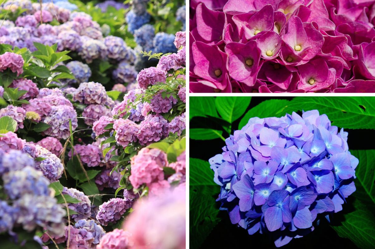 Садівники розповіли, чим підживити гортензію восени для пишного цвіту