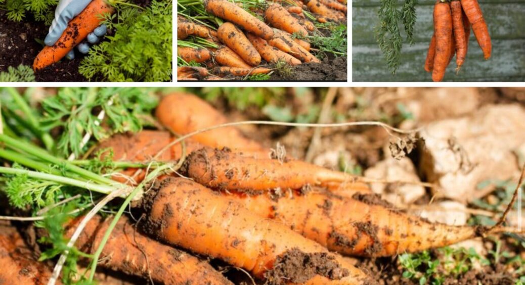 Ці 3 сорти – best of the best: яку моркву висадити на городі – невибаглива і високоврожайна 