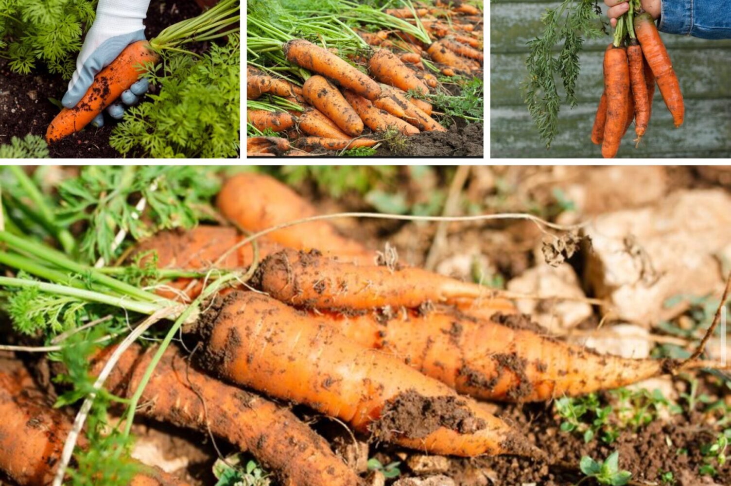 Агрономи розсекретили три найкращі сорти моркви для висаджування