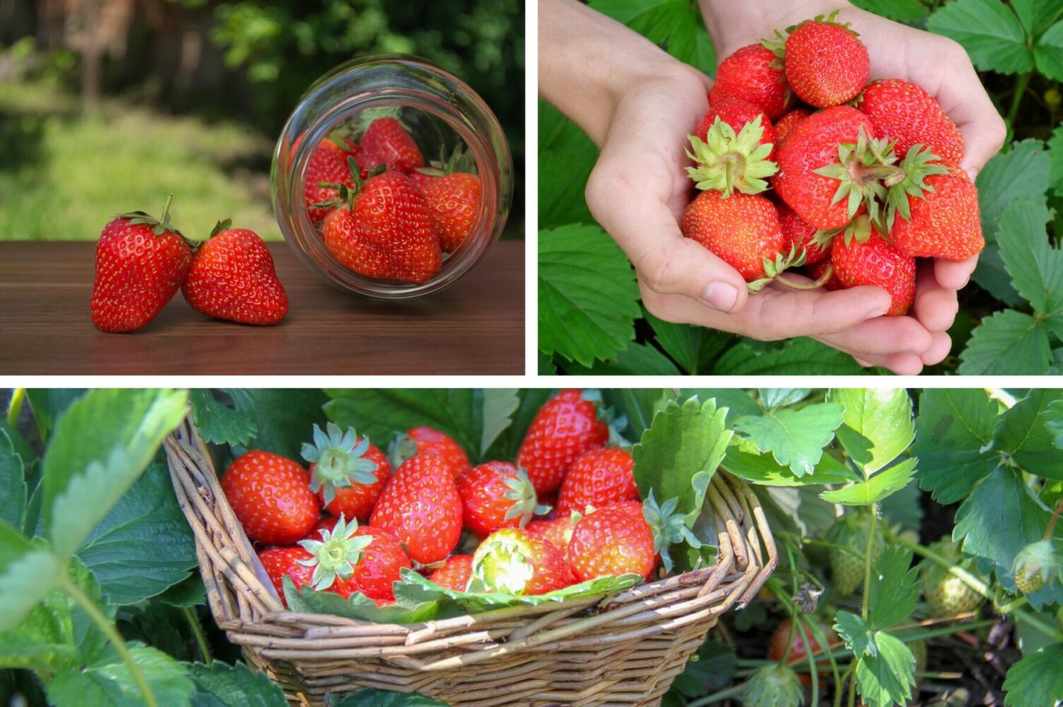 Садівники розповіли, чим обробити полуницю восени для щедрого врожаю в 2026-му