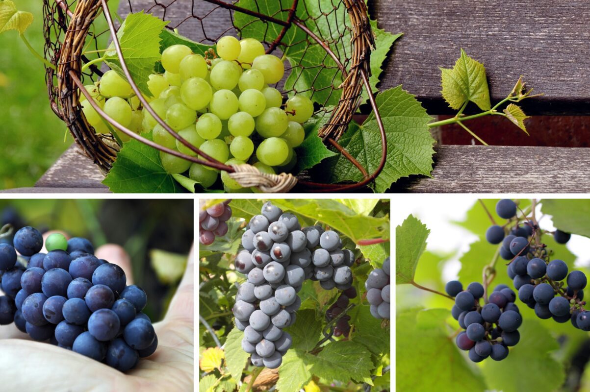 Садівники розповіли, як позбутись сірої гнилі на винограді