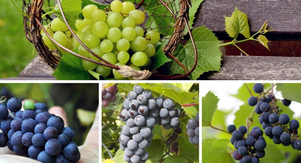 1 дія – і сіра гниль пропаде: ось що треба зробити з виноградом прямо зараз – важлива процедура 