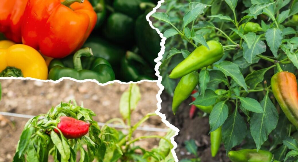 Врожаю вистачить на всіх: 1 сорт перцю, який замінить сотні інших – стійкий і невибагливий 