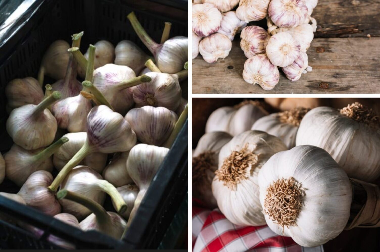 Городники розповіли, що зробити з грядкою перед посадкою озимого часнику