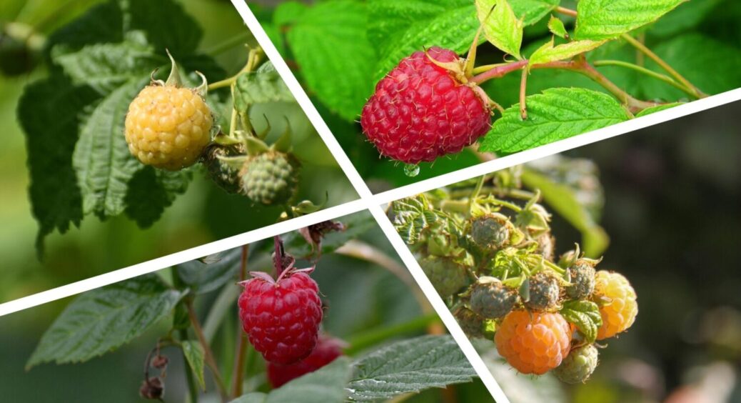 1 секретний прийом – і пурпурова плямистість зникне: чим обробити малину восени 2025 