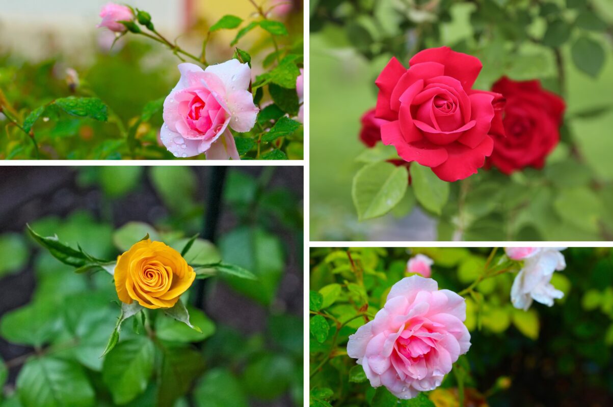 Садівники розповіли, чим підживити троянди восени 2025