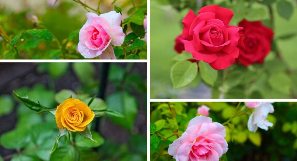 1 підживка в ґрунт восени – і квітка буде цвісти 24/7 в 2026-му: чим підживити троянду зараз 