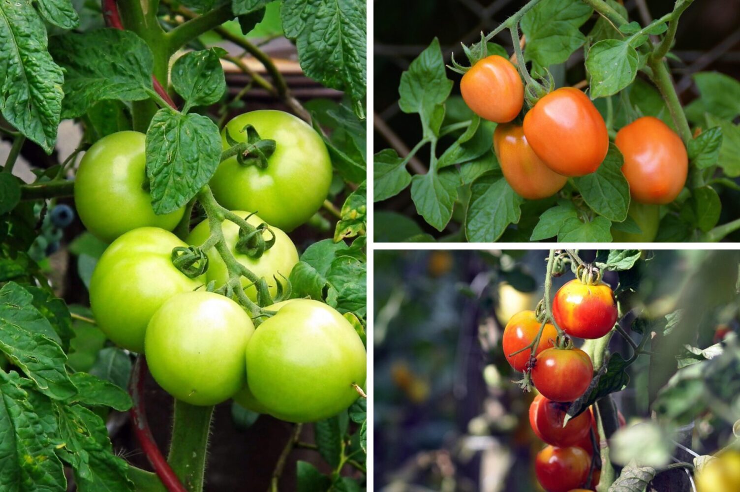 Городники розсекретили список культур, після яких не можна висаджувати помідори