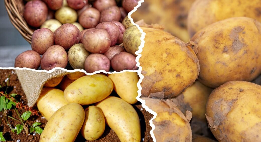 Картопля буде у 2 рази більша: у Тернополі її підживлюють ось цим – 1 бульба на цілу сковорідку 