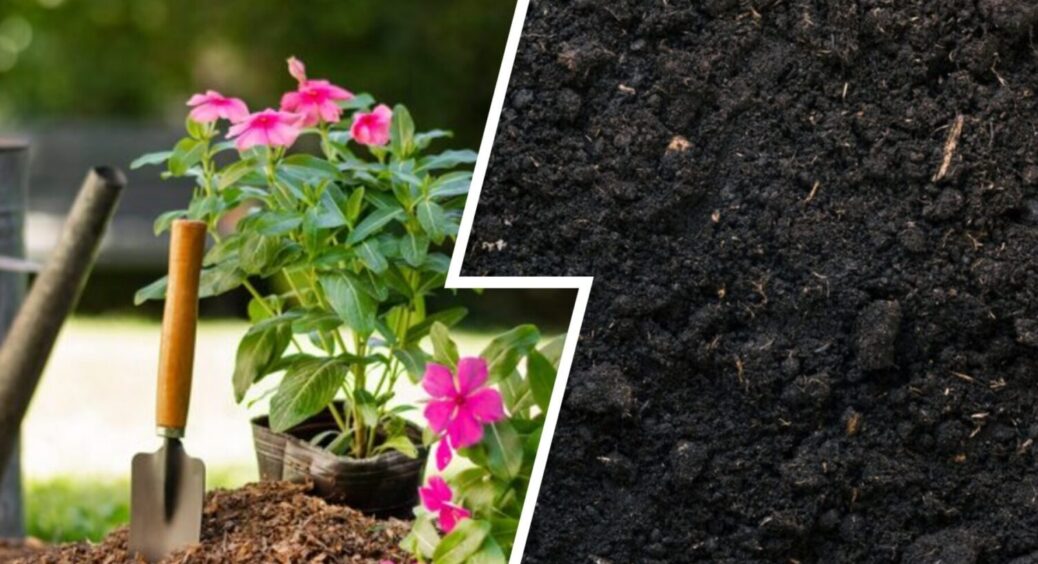 Забудьте про деревний попіл – ці 5 культур вносять його в “чорний список” – пояснення тут 