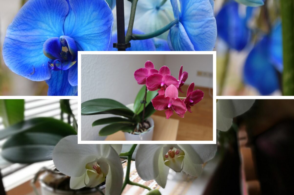Квітникарі розповіли, що зробити з орхідеями прямо зараз, щоб вони знову зацвіли