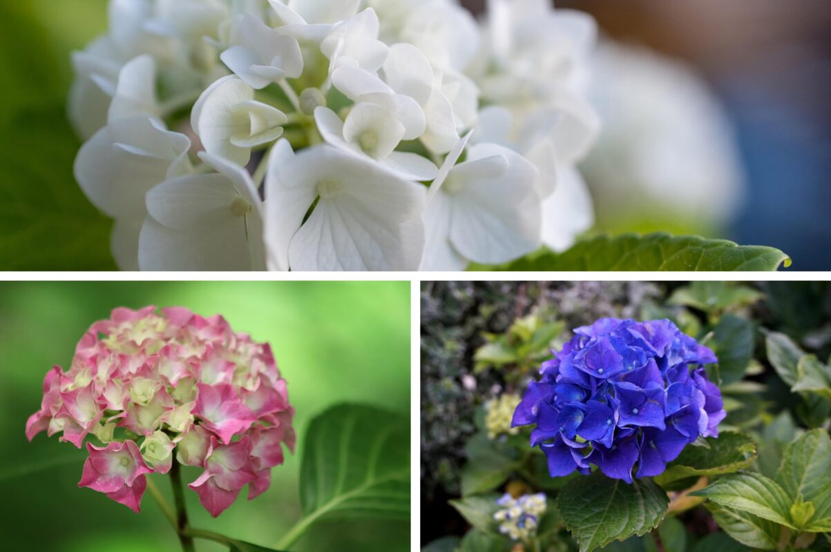 Садівники розповіли, що треба зробити, щоб гортензії спокійно пережили зиму